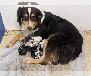 Mother of the Miniature Australian Shepherd puppies born on 01/20/2021
