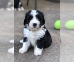 Small Photo #3 Bernedoodle Puppy For Sale in FLEMING ISLAND, FL, USA