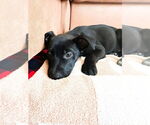 Small #7 German Shepherd Dog Mix