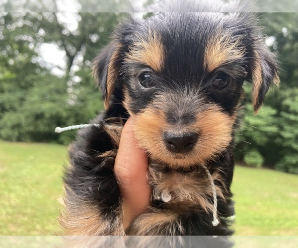 Medium Photo #3 Yorkshire Terrier Puppy For Sale in MIDTOWN, TN, USA