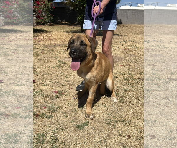 Medium Photo #3 Mastiff-Unknown Mix Puppy For Sale in Goodyear, AZ, USA