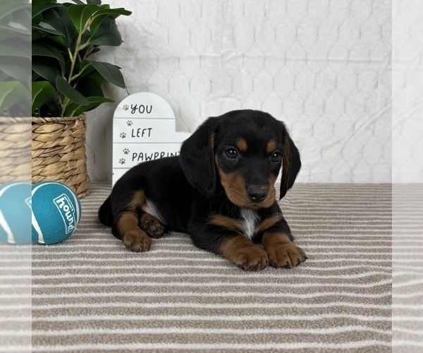 Medium Photo #1 Dachshund Puppy For Sale in GREENFIELD, IN, USA