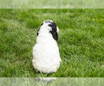 Small #4 Cockapoo (Miniature)