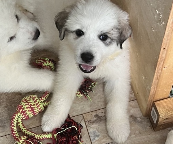Medium Photo #10 Great Pyrenees Puppy For Sale in MOUNT AIRY, NC, USA