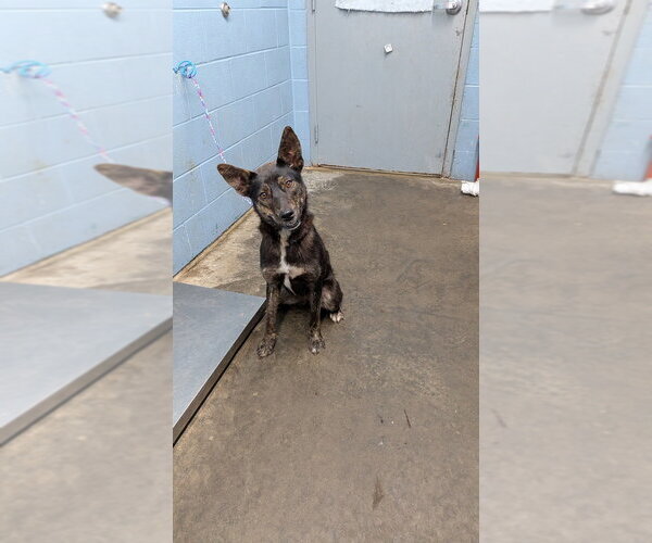 Medium Photo #3 Mutt Puppy For Sale in Evansville, IN, USA