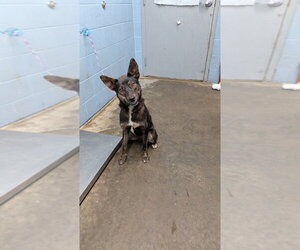 Serendipity - Female Mutt Dog for Adoption - Photo #3