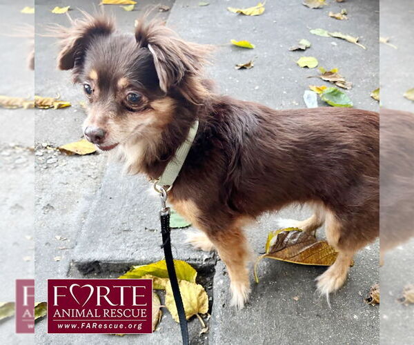 Medium Photo #2 Chiranian Puppy For Sale in Marina del Rey, CA, USA