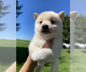 Shiba Inu Puppy for sale in SULLIVAN, IL, USA
