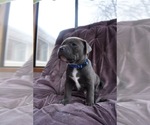 Puppy Male 4 American Pit Bull Terrier