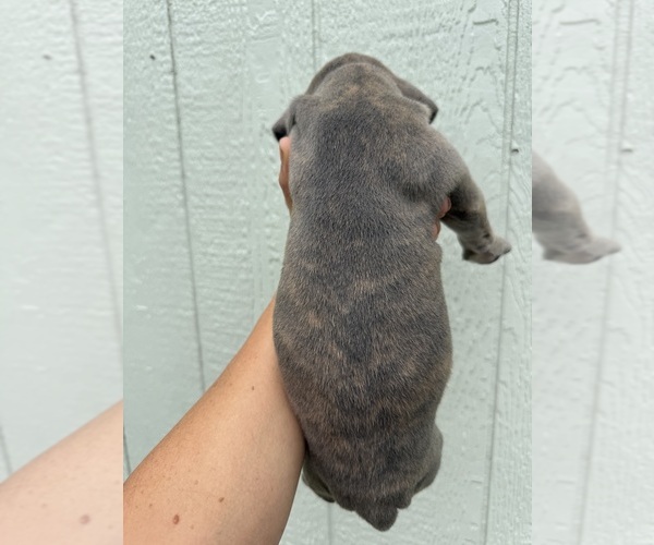 Medium Photo #47 Great Dane Puppy For Sale in HALLETTSVILLE, TX, USA