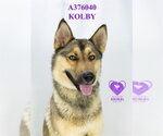Small #1 German Shepherd Dog