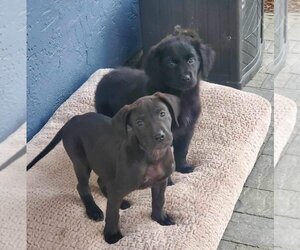 German Shorthaired Lab Dogs for adoption in Escondido, CA, USA