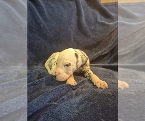 Medium Dalmatian