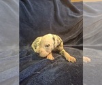Puppy 6 Dalmatian