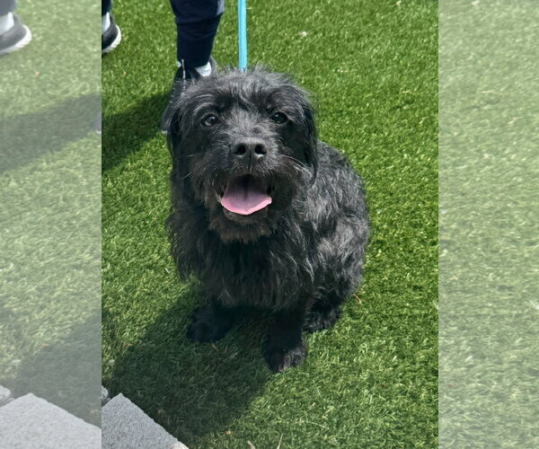 Medium Photo #1 Mutt Puppy For Sale in Perth Amboy, NJ, USA