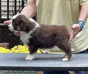 Miniature American Shepherd Puppy for Sale in GARYSBURG, North Carolina USA