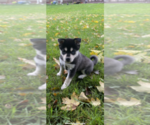 Small Photo #13 Alaskan Klee Kai Puppy For Sale in SAUGERTIES, NY, USA