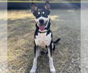 Siberian Husky-Unknown Mix Dogs for adoption in San Antonio, TX, USA