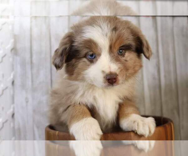 Medium Photo #1 Miniature Australian Shepherd Puppy For Sale in STAFFORD, VA, USA