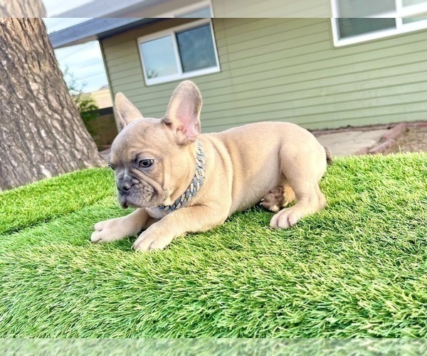 Medium Photo #5 French Bulldog Puppy For Sale in CHARLESTON, SC, USA