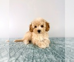 Small #1 Cavapoo (Miniature)