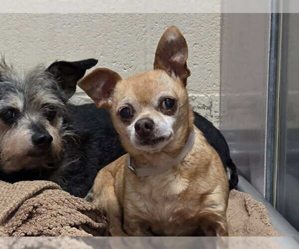 Medium Photo #1 Chihuahua Puppy For Sale in Martinez, CA, USA