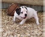 Small #2 American Bulldog