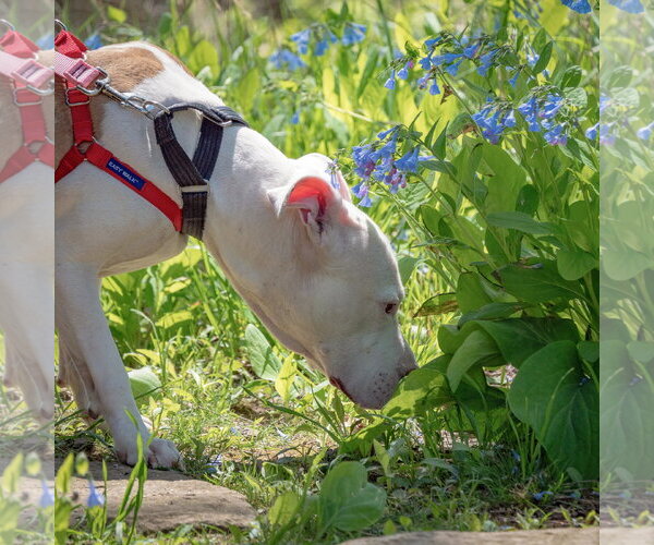 Medium Photo #12 American Staffordshire Terrier-Boxer Mix Puppy For Sale in Huntley, IL, USA