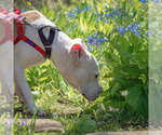 Small #11 American Staffordshire Terrier-Boxer Mix