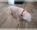 Small Photo #5 Dogo Argentino Puppy For Sale in RYAN, OK, USA
