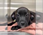 Small #1 Labrador Retriever Mix