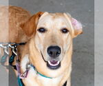 Small #4 Retriever  Mix