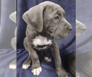 American Bully-Cane Corso Mix Puppy for sale in CHICORA, PA, USA