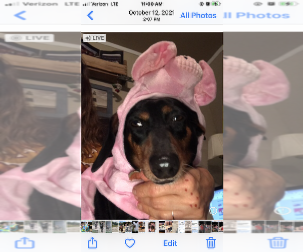 Medium Photo #1 Dachshund Puppy For Sale in S BRUNSWICK, NC, USA