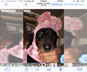 Mother of the Dachshund puppies born on 06/01/2026