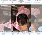 Small Photo #1 Dachshund Puppy For Sale in S BRUNSWICK, NC, USA