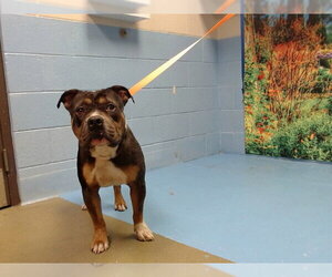 Mutt Dogs for adoption in Moreno Valley, CA, USA