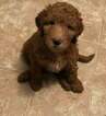 Small Photo #1 Goldendoodle Puppy For Sale in HARTVILLE, OH, USA