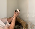 Small Photo #2 Miniature Australian Shepherd Puppy For Sale in WHITE SALMON, WA, USA