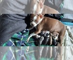 Small Photo #1 Boston Terrier Puppy For Sale in GAFFNEY, SC, USA