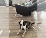 Small #1 Mutt