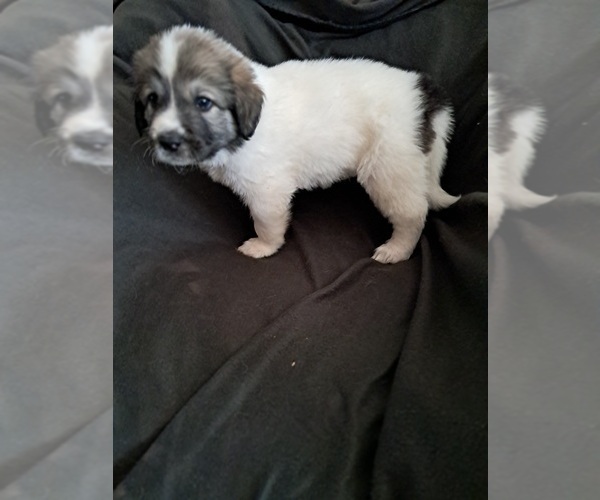 Medium Photo #6 Great Pyrenees Puppy For Sale in BANCROFT, WI, USA