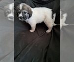 Small Photo #6 Great Pyrenees Puppy For Sale in BANCROFT, WI, USA