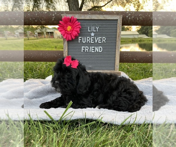 Medium Photo #3 ShihPoo Puppy For Sale in BLOOMFIELD, IN, USA