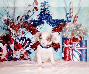 Chihuahua Litter for sale in CHARLESTON, AR, USA