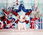 Image preview for Ad Listing. Nickname: Litter of 20