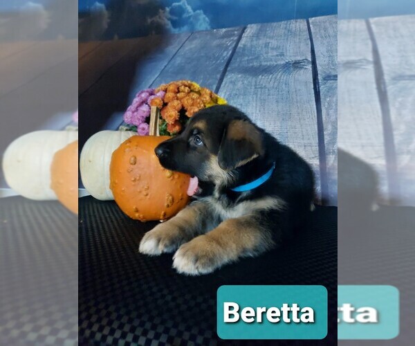 Medium Photo #33 German Shepherd Dog Puppy For Sale in LA FAYETTE, NY, USA