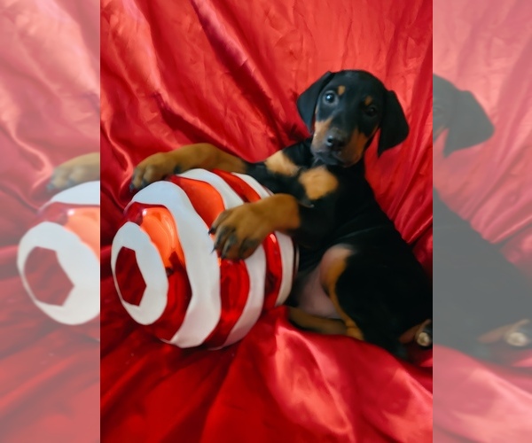 Medium Photo #1 Doberman Pinscher Puppy For Sale in YUCCA VALLEY, CA, USA