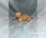 Small Photo #14 Cavapoo mix (+ Poodle Miniature) Puppy For Sale in MUNFORDVILLE, KY, USA