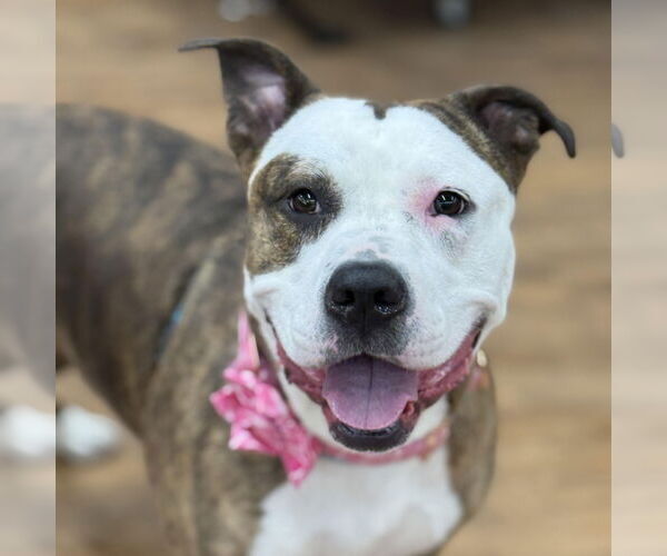 Medium Photo #2 American Pit Bull Terrier Puppy For Sale in Cranford, NJ, USA